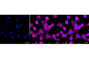anti-EH-Domain Containing 1 (EHD1) antibody