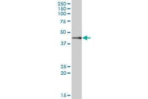 MRPS9 MaxPab polyclonal antibody. (MRPS9 anticorps  (AA 1-396))