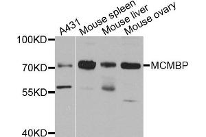 Western blot analysis of extract of various cells, using MCMBP antibody. (MCMBP anticorps)