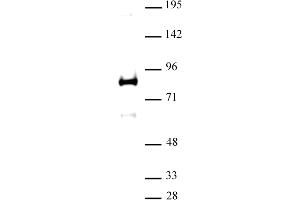 XRCC1 antibody (pAb) tested by Western blot.