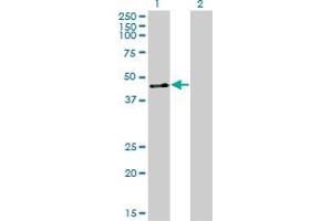 Western Blotting (WB) image for anti-Zinc Finger Protein 24 (ZNF24) (AA 1-369) antibody (ABIN599467) (ZNF24 anticorps  (AA 1-369))