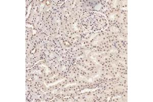 Immunohistochemistry analysis of paraffin-embedded rat kidney using,RMND5A (ABIN7075401) at dilution of 1: 3000 (RMND5A anticorps)