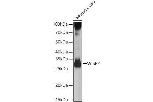 Western blot analysis of extracts of Mouse ovary, using WISP2 antibody (ABIN6128929, ABIN6150227, ABIN6150229 and ABIN6223338) at 1:500 dilution. (WISP2 anticorps  (AA 1-250))