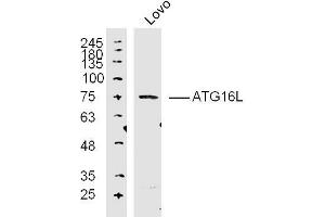 Lane 1: Lovo lysates probed with ATG16L Polyclonal Antibody, Unconjugated  at 1:300 overnight at 4˚C. (ATG16L1 anticorps  (AA 501-607))