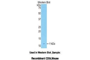 Western Blotting (WB) image for anti-CD3d Molecule, delta (CD3-TCR Complex) (CD3D) (AA 22-104) antibody (ABIN3205928) (CD3D anticorps  (AA 22-104))