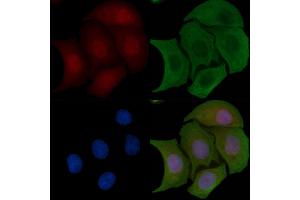 ABIN6255378 and ABIN6267700 staining Hela cells by IF/ICC. (HDAC5 anticorps  (pSer498))