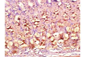Paraformaldehyde-fixed, paraffin embedded Mouse stomach, Antigen retrieval by boiling in sodium citrate buffer (pH6.