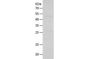 Western Blotting (WB) image for Cyclin G1 (CCNG1) (AA 1-295) protein (His-IF2DI Tag) (ABIN7122524)