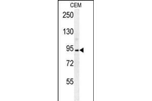 BCAN Antibody (C-term) (ABIN652096 and ABIN2840547) western blot analysis in CEM cell line lysates (35 μg/lane). (BCAN anticorps  (C-Term))