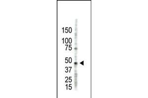 Antibody is used in Western blot to detect PRMT2 in HL60 cell lysate. (PRMT2 anticorps  (N-Term))