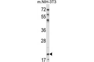 Western Blotting (WB) image for anti-Nuclear Import 7 Homolog (NIP7) antibody (ABIN3003870) (NIP7 anticorps)