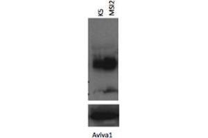 MSI2 antibody - N-terminal region  validated by WB using K562 cells lysate at 1:1000.