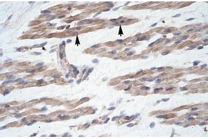 Human Muscle; MANSC1 antibody - N-terminal region in Human Muscle cells using Immunohistochemistry (MANSC1 anticorps  (N-Term))