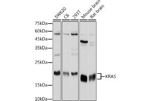 Western blot analysis of extracts of various cell lines, using KRAS antibody (ABIN3021676, ABIN3021677, ABIN3021678, ABIN1513137 and ABIN1514282) at 1:1000 dilution. (K-RAS anticorps)