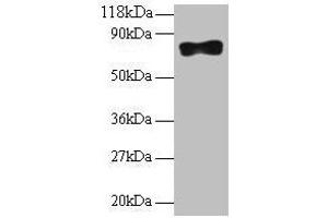 Western blot All lanes: Samhd1 antibody at 2 μg/mL + 293T whole cell lysate Secondary Goat polyclonal to rabbit IgG at 1/10000 dilution Predicted band size: 76, 75 kDa Observed band size: 76 kDa (SAMHD1 anticorps  (AA 426-657))
