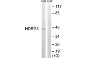 Western Blotting (WB) image for anti-NDRG Family Member 3 (NDRG3) (AA 206-255) antibody (ABIN2890538) (NDRG3 anticorps  (AA 206-255))