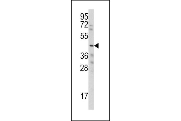 WISP3 anticorps  (AA 305-335)