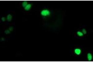 Anti-LENG1 mouse monoclonal antibody (ABIN2454711) immunofluorescent staining of COS7 cells transiently transfected by pCMV6-ENTRY LENG1 (RC204931). (Leng1 anticorps)