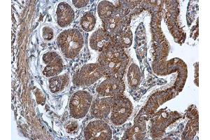 IHC-P Image TMED9 antibody [N1C3] detects TMED9 protein at cytoplasm in mouse duodenum by immunohistochemical analysis.