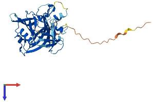 AlphaFold protein structure predicition of Human Recombinant NUDT17 Protein, UniprotID P0C025
