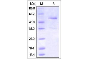 Cynomolgus DR3 / TNFRSF2, Fc Tag on SDS-PAGE under reducing (R) condition. (DR3/LARD Protein (AA 20-203) (Fc Tag))