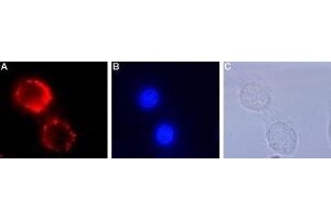 Expression of TrkA in live intact rat PC12 cells - Cell surface detection of TrkA in live intact rat PC12 cells.