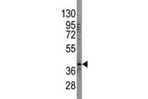 Western blot analysis of SOX-2 antibody and 293 lysate (SOX2 anticorps  (AA 89-119))
