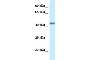 WB Suggested Anti-Tead4 Antibody   Titration: 1. (TEAD4 anticorps  (Middle Region))