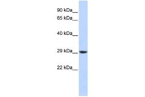 WB Suggested Anti-PSMA3 Antibody Titration: 0. (PSMA3 anticorps  (Middle Region))