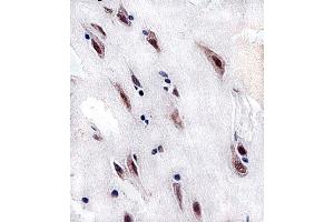 Immunohistochemical analysis of paraffin-embedded H.