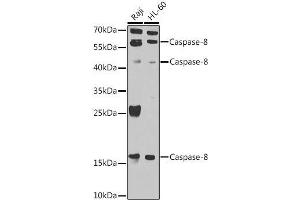 Western blot (Caspase 8 anticorps  (AA 1-479))