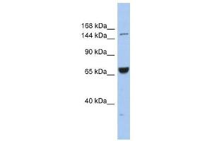 KIF15 antibody used at 1 ug/ml to detect target protein. (KIF15 anticorps  (Middle Region))