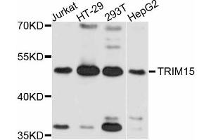 Western blot analysis of extracts of various cell lines, using TRIM15 antibody (ABIN5999102) at 1:3000 dilution. (TRIM15 anticorps)