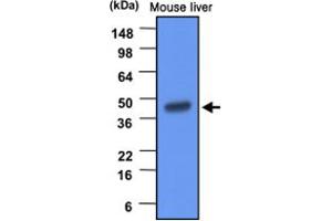 Western blot analysis of mouse liver extracts (20 ug) were resolved by SDS - PAGE , transferred to PVDF membrane and probed with BHMT monoclonal antibody , clone 3D6 (1 : 1000) . (BHMT anticorps)