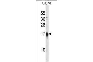 Western blot analysis in CEM cell line lysates (35ug/lane). (FAM163A anticorps  (AA 32-61))