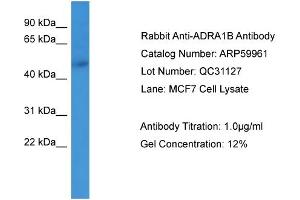WB Suggested Anti-ADRA1B  Antibody Titration: 0.