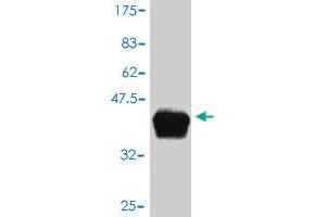 Western Blot detection against Immunogen (36.