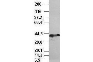 Sox17 antibody (3B10) at 1:10000 dilution, (2F9, 3H5) at 1:5000 dilution + Lysate from HEK-293T cells transfected with human Sox17 expression vector (SOX17 anticorps  (AA 177-414))