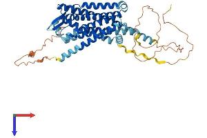 AlphaFold protein structure predicition of Mouse Recombinant Cckbr Protein, UniprotID P56481