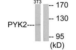 Western blot analysis of extracts from NIH-3T3 cells, treated with Serum 20% 30', using PYK2 (Ab-881) Antibody. (PTK2B anticorps  (AA 847-896))