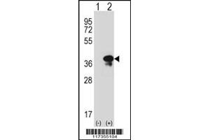 Western blot analysis of STX3 using rabbit polyclonal STX3 Antibody using 293 cell lysates (2 ug/lane) either nontransfected (Lane 1) or transiently transfected (Lane 2) with the STX3 gene. (STX3 anticorps  (AA 178-205))