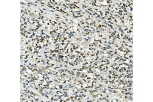 IHC analysis of UBE3A using anti-UBE3A antibody (ABIN7599562). (ube3a anticorps  (AA 1-860))