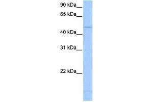 Western Blot showing RBM45 antibody used at a concentration of 1-2 ug/ml to detect its target protein. (RBM45 anticorps  (Middle Region))