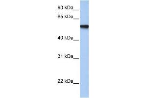 WB Suggested Anti-TFAP2C Antibody Titration:  1 ug/ml  Positive Control:  Fetal Muscle cell lysate