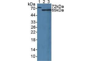 Western blot analysis of (1) Rat Serum, (2) Rat Liver Tissue and (3) Rat Kidney Tissue. (MUC20 anticorps  (AA 113-347))