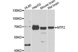 Western blot analysis of extracts of various cell lines, using MTF2 antibody. (MTF2 anticorps)