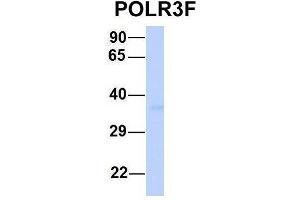 Host:  Rabbit  Target Name:  POLR3F  Sample Type:  Human 293T  Antibody Dilution:  1. (POLR3F anticorps  (Middle Region))