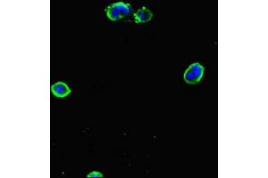 Immunofluorescent analysis of MCF-7 cells using ABIN7154168 at dilution of 1:100 and Alexa Fluor 488-congugated AffiniPure Goat Anti-Rabbit IgG(H+L)