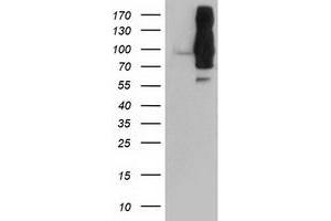 Western Blotting (WB) image for anti-Dipeptidyl-Peptidase 9 (DPP9) antibody (ABIN1497899)