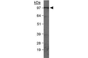 Western blot analysis of PIK3C3 in HepG2 whole cell lysates with PIK3C3 polyclonal antibody . (PIK3C3 anticorps  (AA 700-850))